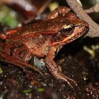FROGS AND TOADS: WHAT YOU SHOULD KNOW (1)